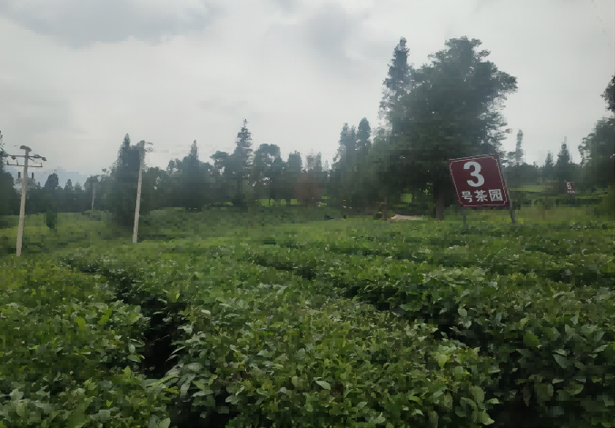 茶园图片