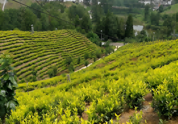 茶园图片